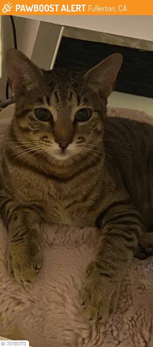 Found/Stray Male Cat last seen Peckham, Fullerton, CA 92833