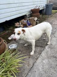 Found/Stray Male Dog last seen Delery & Dauphine , New Orleans, LA 70117