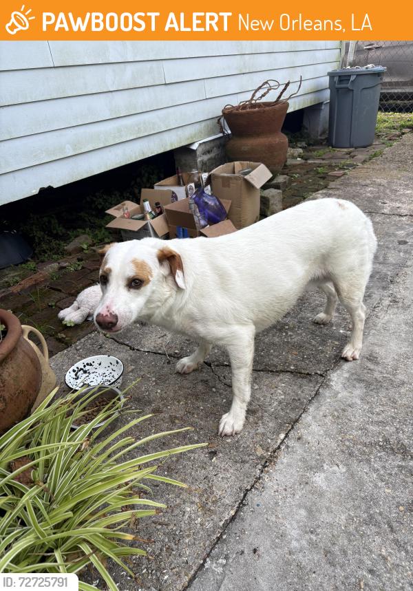 Found/Stray Male Dog last seen Delery & Dauphine , New Orleans, LA 70117
