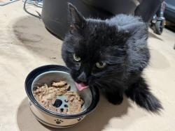 Found/Stray Unknown Cat last seen Forest Hills Ave and Hall St SE, Kent County, MI 49546
