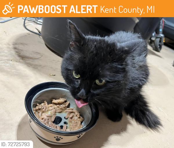 Found/Stray Unknown Cat last seen Forest Hills Ave and Hall St SE, Kent County, MI 49546
