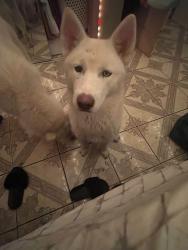 Lost Female Dog last seen 106th st and 86th ave, Queens, NY 11418