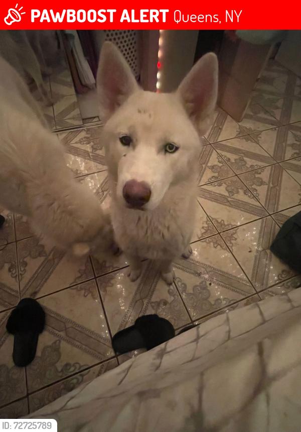 Lost Female Dog last seen 106th st and 86th ave, Queens, NY 11418