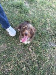 Found/Stray Male Dog last seen Near , Coryell County, TX 76528