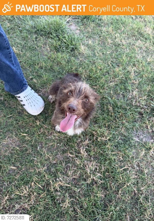 Found/Stray Male Dog last seen Near , Coryell County, TX 76528
