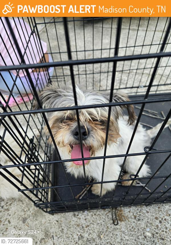 Found/Stray Male Dog last seen Betty Manley Rd, Madison County, TN 38391