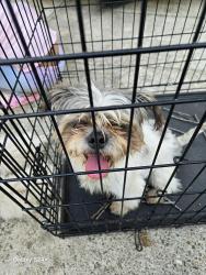 Found/Stray Male Dog last seen Betty Manley Rd, Madison County, TN 38391