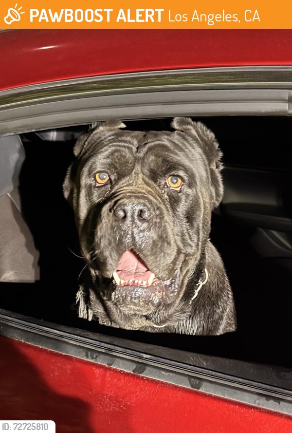Found/Stray Male Dog last seen San Fernando mission and noble ave, Los Angeles, CA 91345