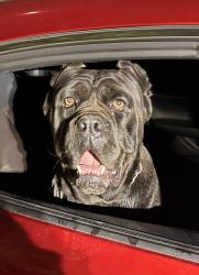 Found/Stray Male Dog last seen San Fernando mission and noble ave, Los Angeles, CA 91345