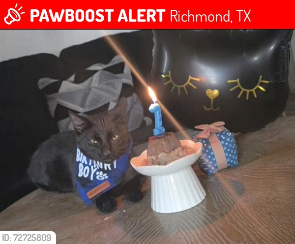 Lost Male Cat last seen Heights area, Richmond, TX 77469