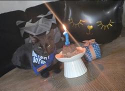 Lost Male Cat last seen Heights area, Richmond, TX 77469