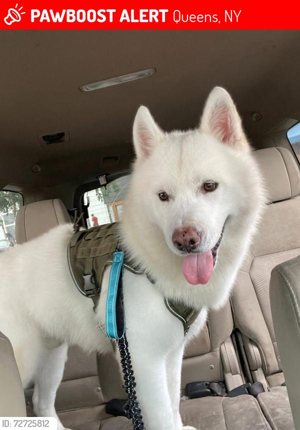 Lost Male Dog last seen 106th st and 86th ave, Queens, NY 11418