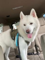 Lost Male Dog last seen 106th st and 86th ave, Queens, NY 11418