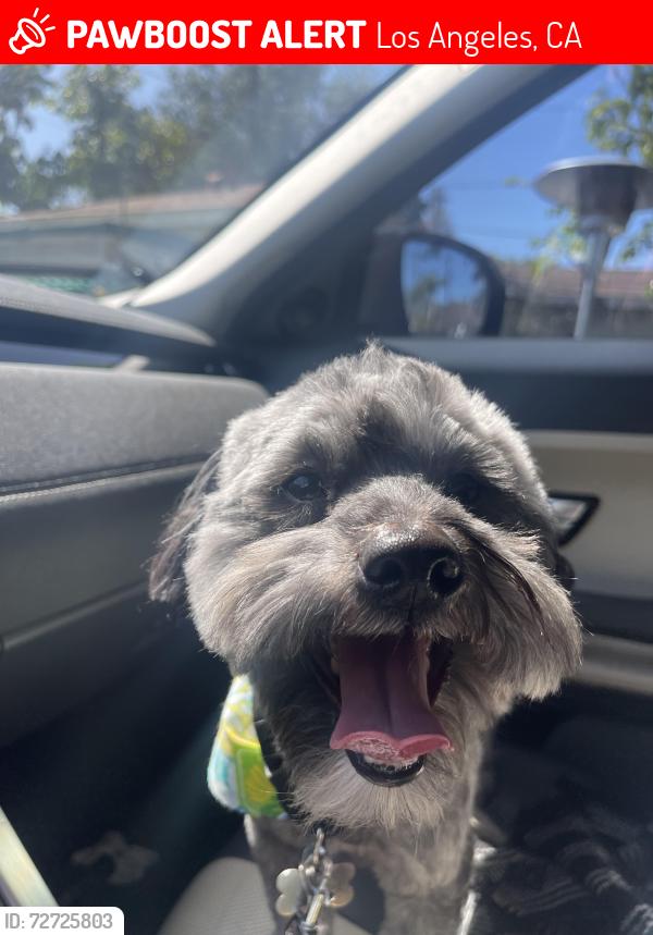 Lost Male Dog last seen Near jackma , Los Angeles, CA 91342