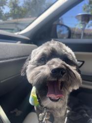 Lost Male Dog last seen Near jackma , Los Angeles, CA 91342