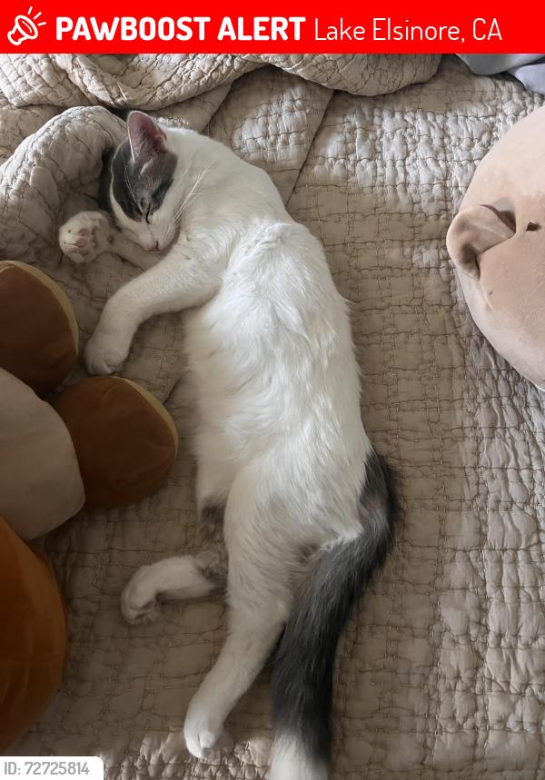 Lost Male Cat last seen terra cotta middle school, Lake Elsinore, CA 92530