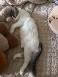 Lost Male Cat last seen terra cotta middle school, Lake Elsinore, CA 92530