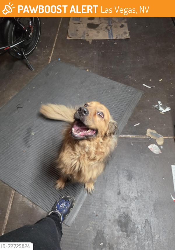 Found/Stray Female Dog last seen Harmon ave., Las Vegas, NV 89119