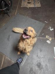 Found/Stray Female Dog last seen Harmon ave., Las Vegas, NV 89119