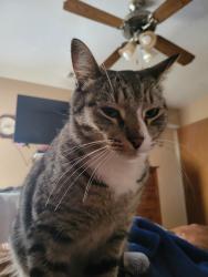 Lost Male Cat last seen 31st , Temple, TX 76502