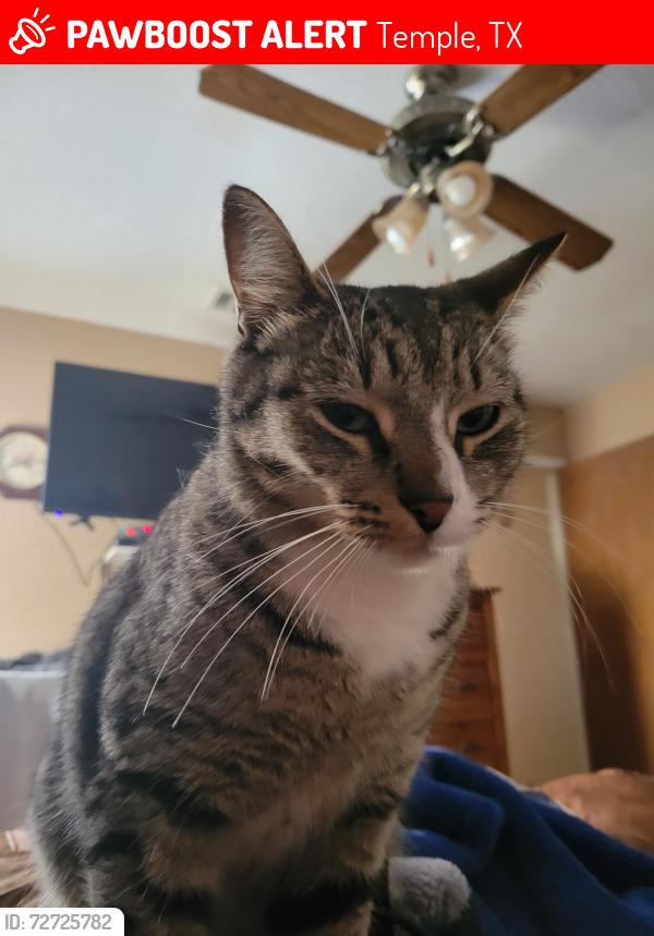 Lost Male Cat last seen 31st , Temple, TX 76502