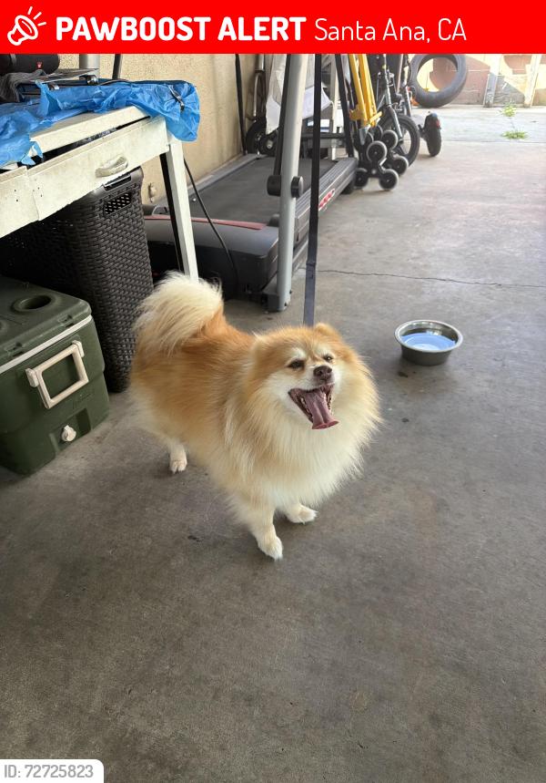 Lost Male Dog last seen Near S Halladay St Santa Ana , Santa Ana, CA 92701