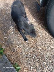 Lost Unknown Dog last seen Starkenburg LN, Memphis, TN 38115
