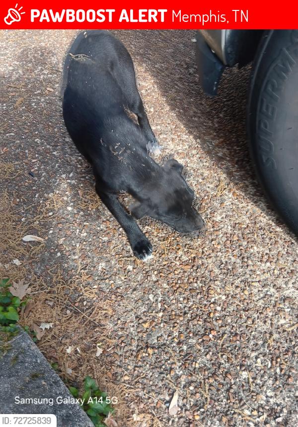 Lost Unknown Dog last seen Starkenburg LN, Memphis, TN 38115