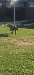 Found/Stray Male Dog last seen Desert islands on sequoia st. Near train tracks and Santa fe Ave., Hesperia, CA 92345