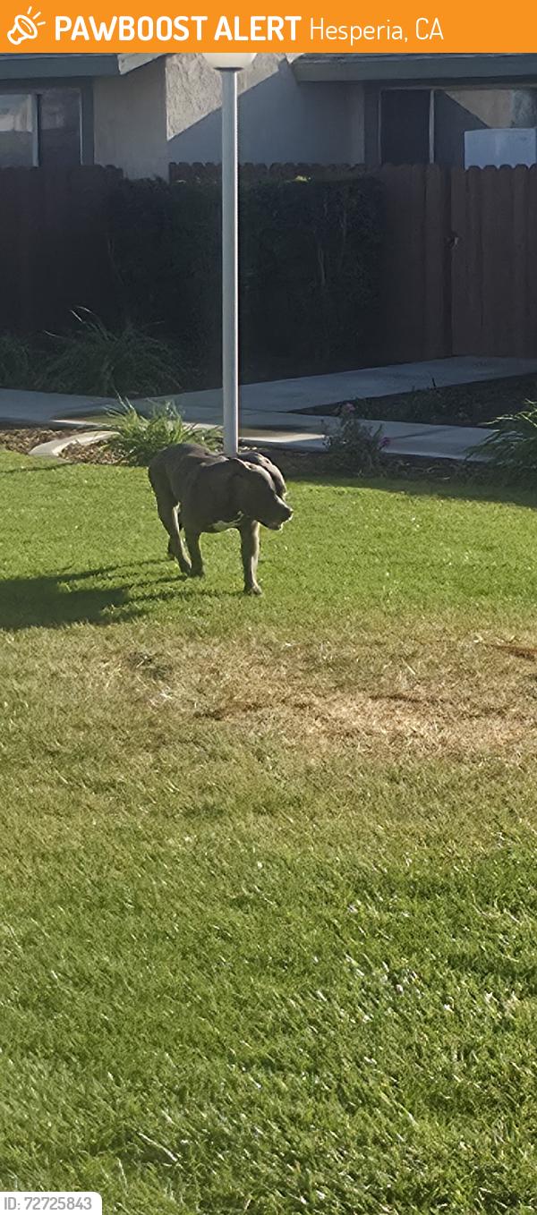 Found/Stray Male Dog last seen Desert islands on sequoia st. Near train tracks and Santa fe Ave., Hesperia, CA 92345
