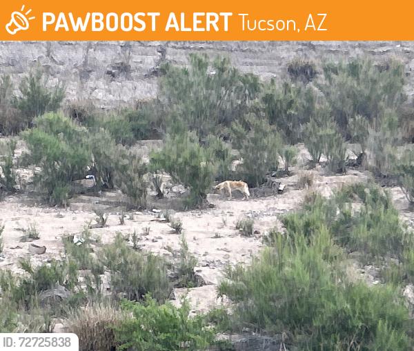 Found/Stray Unknown Dog last seen Near North Fwy Tucson, AZ  85745 United States, Tucson, AZ 85745