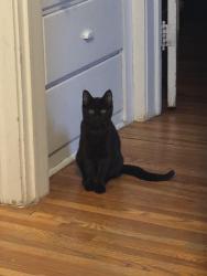 Lost Male Cat last seen 35th street, Minneapolis, MN 55408
