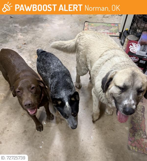 Found/Stray Unknown Dog last seen Franklin Road and Pennsylvania, Norman, OK, Norman, OK 73026