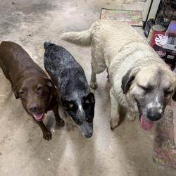 Found/Stray Unknown Dog last seen Franklin Road and Pennsylvania, Norman, OK, Norman, OK 73026