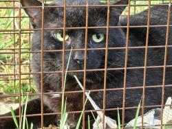 Found/Stray Unknown Cat last seen Bascom and Wyanoke Ave, Charlotte NC, Charlotte, NC 28205