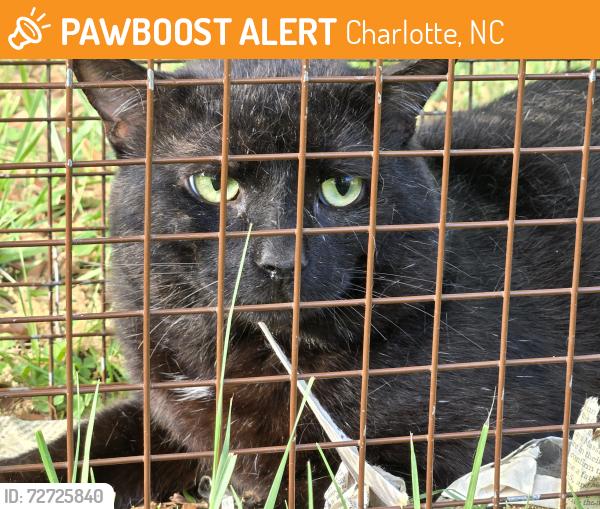 Found/Stray Unknown Cat last seen Bascom and Wyanoke Ave, Charlotte NC, Charlotte, NC 28205
