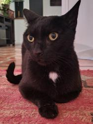 Found/Stray Male Cat last seen Centerfield in Leon Valley, Leon Valley, TX 78240