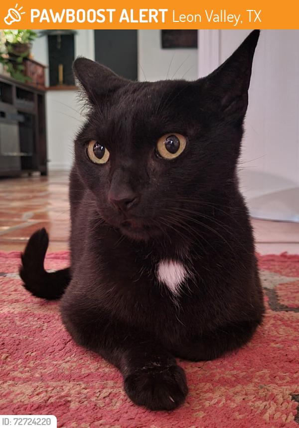 Found/Stray Male Cat last seen Centerfield in Leon Valley, Leon Valley, TX 78240