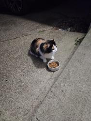 Found/Stray Unknown Cat last seen 14th Ave, Olympia, WA 98502