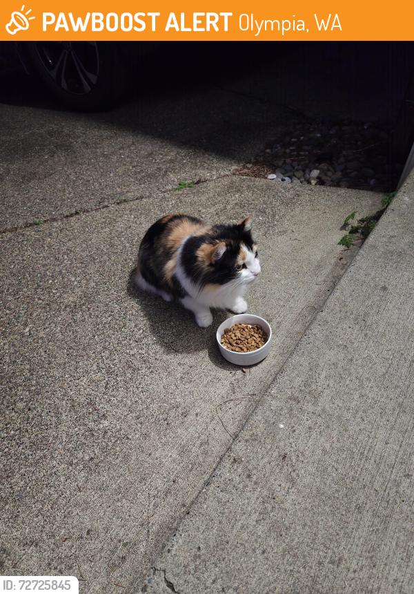 Found/Stray Unknown Cat last seen 14th Ave, Olympia, WA 98502