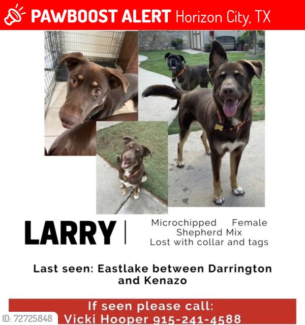 Lost Female Dog last seen Desert Song and Darrington, Horizon City, TX 79928
