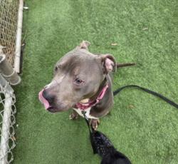Shelter Stray Male Dog last seen , Los Angeles, CA 90047
