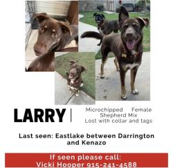 Lost Female Dog last seen Desert Song and Darrington, Horizon City, TX 79928