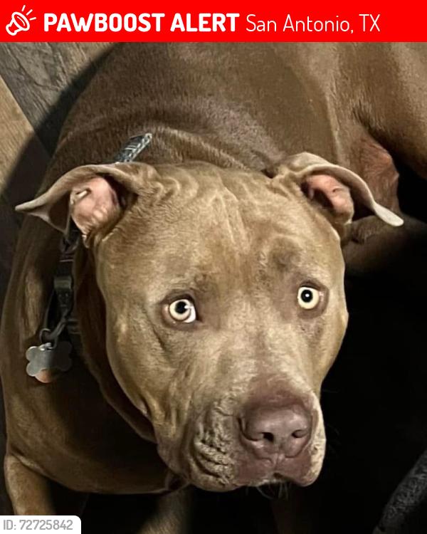 Lost Male Dog last seen Hwy 281 near big metal building and hses 14944-156389 us hwy s 281, San Antonio, TX 78258