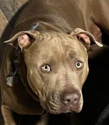 Lost Male Dog last seen Hwy 281 near big metal building and hses 14944-156389 us hwy s 281, San Antonio, TX 78258