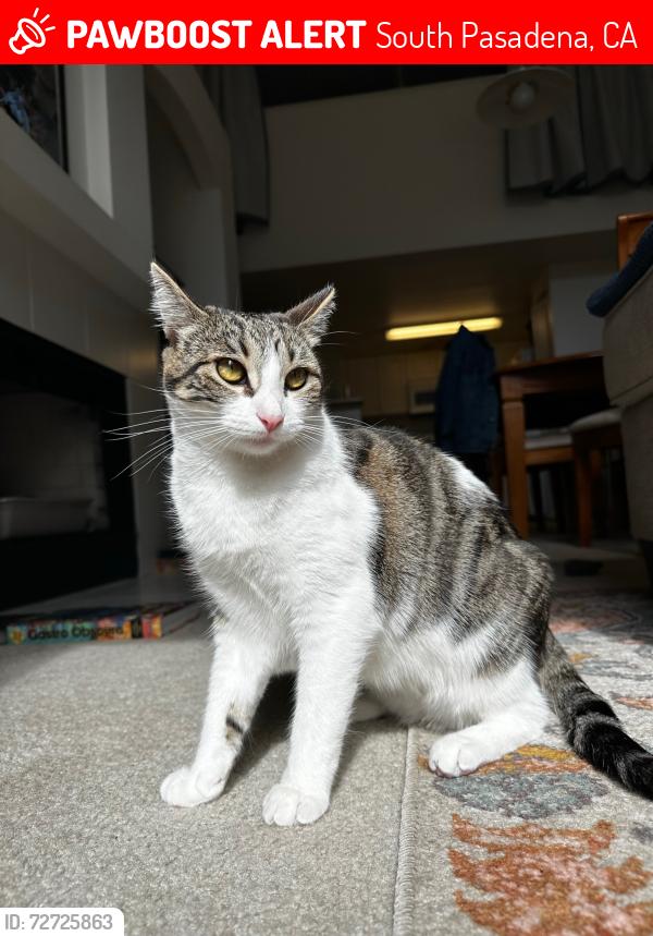 Lost Female Cat last seen apmt complex at 1422 Bank Street, South Pasadena, CA 91030
