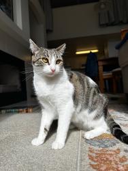 Lost Female Cat last seen apmt complex at 1422 Bank Street, South Pasadena, CA 91030