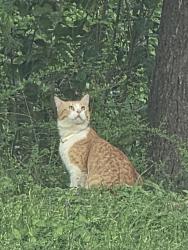 Found/Stray Unknown Cat last seen Vermont Ave , Dallas, TX 75219