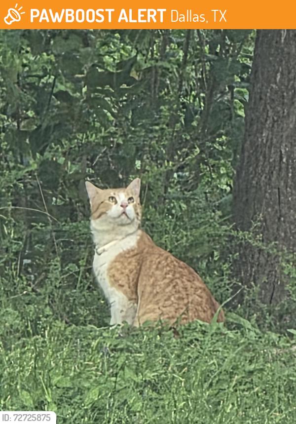 Found/Stray Unknown Cat last seen Vermont Ave , Dallas, TX 75219