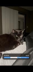 Lost Female Cat last seen Treasure circle, Lower Grand Lagoon, FL 32408